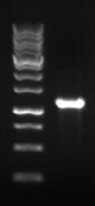 Cas9 mRNA